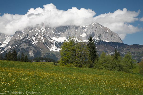 Wattewolken auf Wilder Kaiser Berggipfel Panorama über blühende Bergwiesen Frühling Landschaft