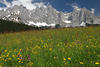 Wilder Kaiser Gipfel-Panorama über Blumenwiese Frühlingsblüte Alpen Landschaftsfoto