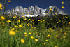 Wiesenblüten Frühlingsfoto vor Gipfelpanorama Wilder-Kaiser Alpen Bergmassiv Naturbild