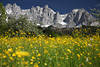 Wilder Kaiser Frühlingsblüte Romantik Felspanorama Foto über Blumenwiese Alpengipfel Naturbild