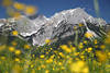 1301189_Alpenblumen Frühlingsblüte Romantik am Wilder Kaiser Landschaftsfoto Berge gelbe Blümchen am Blauhimmel