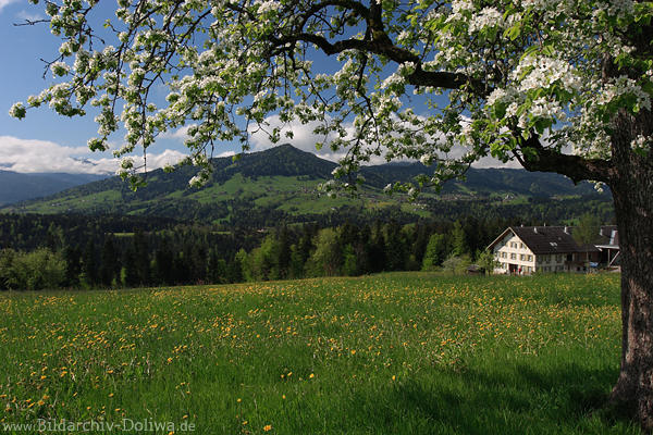 Baumblüte Frühlingsfoto Blumenwiese Berg Bregenzerwald Natur