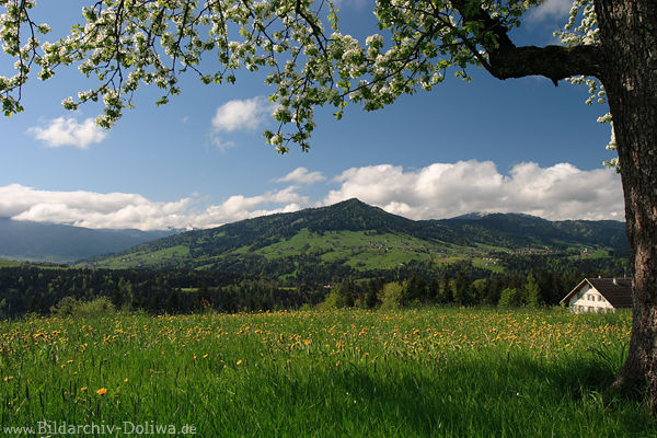 Bergland Baumblüte über Frühlingsblumenwiese Bregenzerwald Bergblick unter Baumzweig
