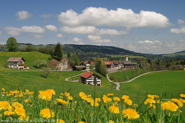 Bergwiese Gelbblumen Frühlingsblüte Landschaftsbild Dorf Krumbach Alpenbergland