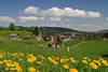Bergblumen Frühlingsblüte Foto Grünwiesen Alpendorf Krumbach in Vorarlberg Bergland