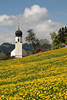Doren Frühlingsblüte Gelbblumenwiese Naturfoto vor Pfarrkirche
