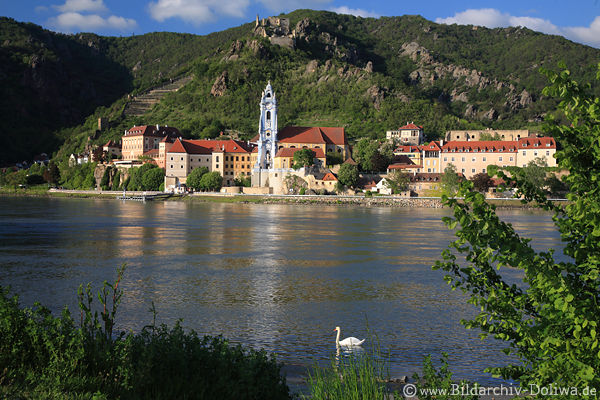Dürnstein Donaupanorama Foto Grünufer mit Schwan Wallfahrtskirche Burgruine Bild