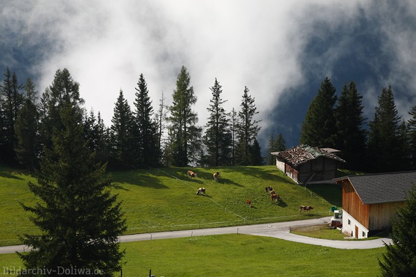 Hochalmweide Grnoase Kuhwiese Viehstall Htte vor Nebelschwaden im Zillertal Naturbild