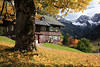 Herbstidyll Kleinwalsertal Alpen Laub um Baum Blätter Goldfarben vor Pension mit Schneegipfelblick