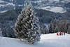 Skipiste Fahrergruppe Foto am Baum in weissen Winterlandschaft Skigebiet Buchensteinwand