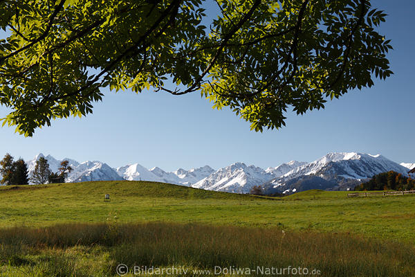 Allgäuer Alpen verschneite Gipfeln grüne Alpwiese Blätter