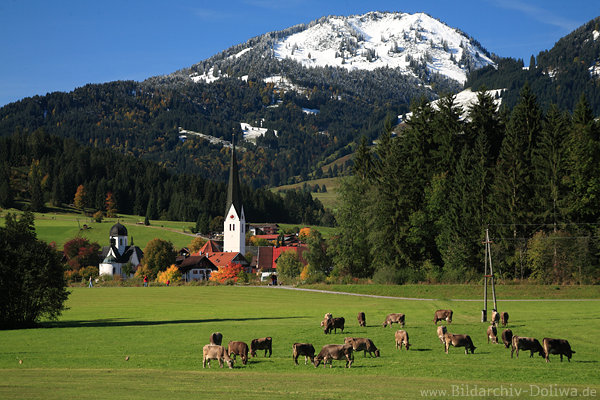 Alpwiese weidende Kühe in Allgäu romantische Berglandschaft Illertal