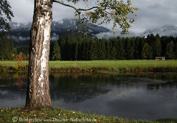 Allgäu Naturstimmung am Ufer der Iller Baum in Flusslandschaft Bergblick