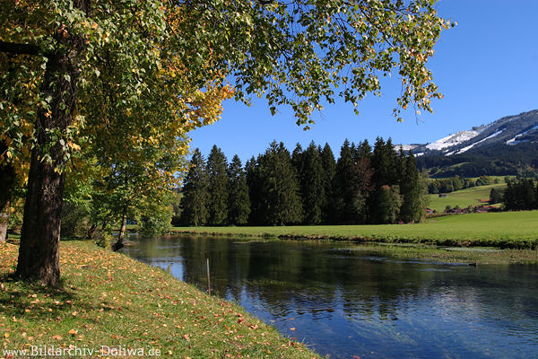 Fluss Iller Ufer Bäume Laub Alpwiese Berglandschaft Fischen in Oberallgäu