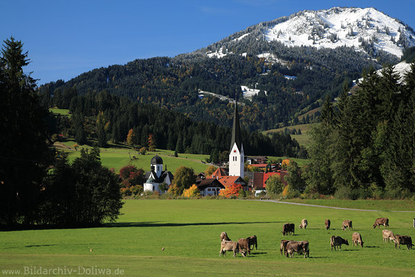 Viehweide vor Alpendorf Fischen Grünwiese grasende Kühe vor Berg mit Schnee