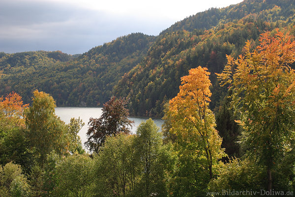 Weissensee Naturfoto: Uferbume Bergwald Wasserlandschaft Herbstbild Allgu Alpensee bunte Farben