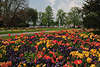 Insel Lindau Park Stadtgarten Frhling Rabatte bunte Blumenpracht Naturbild