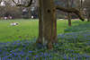Botanischer Garten Frhlingsblte blaue Blumen um Baum auf Wiese mit Menschen