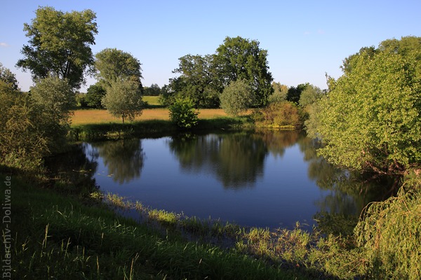 Elbaue Uferbume Grnoase um Wasser Naturfoto Flusslandschaft Elbe Biosphrenreservat