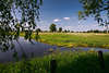 108449_ Elbtal-Feuchtwiese Wasser gelbe Blmchen Naturfoto Elbmarsch Auenlandschaft
