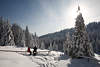 101238_Harz Winterlandschaft Fotografie im Sonnenschein, Schnee Wintermrchen Romantik Naturbilder