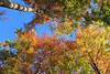 Harz Herbstwald Bume-Bltter Indian Summer Naturfoto bunte Herbstbltter am Blauhimmel