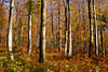 Herbstwald Nationalpark Harz Naturfoto Baumstmme Bltter Goldfarben Indian Summer Naturbild