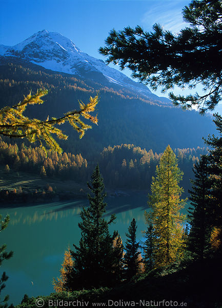 Zufrittsee Herbstfarben Naturfotos romantische Berglandschaft Lrchen Grnwasser blaue Bergspitzen