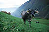 0775_Schnalstaler Kuh mit Hrner Halsglocke auf Wiesenhang klingen in Sdtirols Bergland