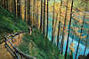 Lrchen-Wanderweg im Wald Goldfarben rund um Vernagt Stausee in bergigen Natur