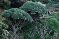 Dragos Drachenbume Naturfoto Insel La Palma Norden mit Finca bei La Tosca in Reisebild