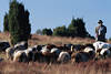 0950_ Heideschfer mit Heidschnucken Bild, Schafen in Heidegrser weiden in Natur, Heath shepherds with sheep-herd
