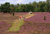 Heideblteweg Schneverdingen Foto lila blhende Erikafelder spazierende Menschen in Heidelandschaft