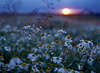 Masuren Margeriten Sonnenuntergang Romantik Foto weiss-gelb Blumenblte Leucanthemum vulgare