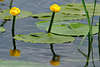 Masuren Naturflora von BuwelnoSee Seerosenspiegelung blhende Gelbpflanzen Schilfgrser im Wasser