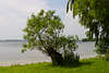 Fuleda Zipfel Masuren Halbinsel grne Natur Bume am Ufer von Dobskie See Foto gegenber Doba
