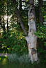 000071_Galindia slawische Kriegerin Foto Holzskulptur im Baum vor Sonne Masurens im Freilichtmuseum Mrchenwald am Beldahnsee