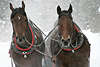 40636_Pferde Paar vom Pferdeschlitten in Frost & Schwei im Lauf x5