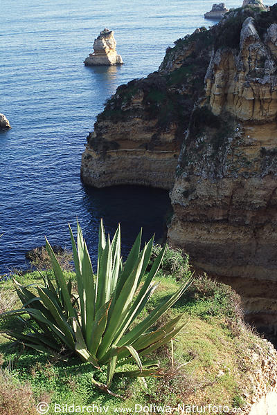 Fels im Meer Algarvekste Agave Kakteen Pflanzenwelt auf schroffen Felsen wachsen
