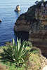 Fels im Meer Algarvekste Agave Kakteen Pflanzenwelt auf schroffen Felsen wachsen