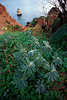 9127_ Algarve Felskste Natur in Foto: Odontospermum maritimum Wildpflanzen Bltter in Bild