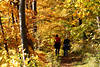 Herbst-Waldweg Spaziergang Foto Paar gehen auf Waldpfad voll gelber Bltter