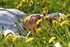 Mdchen liegen in Blten Blumenfeld lcheln auf Wiese Frau Frhlingsblte