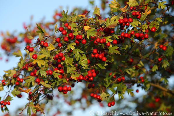 Weissdorn Bilder Fotos rote Beeren Heilpflanze Früchte am ...