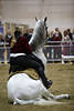 Pferd sitzend auf dem Hintern Foto mit Frau im Sattel auf Rcken Dressur Show