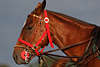 809469_ Polopferde Portrts, Polopferd Fotos, flinke Pferderasse mit viel Ausdauer extra frs Polospiel gezchtet