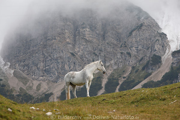 Weisser Schimmel Wildpferd Gespenst in Nebel Pferdegeist unter Berg