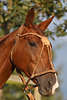 Polopferd-Portrait Pferdekopf Pderdehaupt Polo-horse image