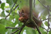 Eichhörnchen futtert aus Nussschale im Sitzen auf Zweig buschiger Schwanz in Blättern