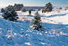 Klirrende Kälte Winterzauber Heidebild Schneelandschaft Frost Sonnenschein Naturfoto